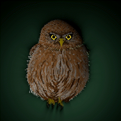 The Owl is watching